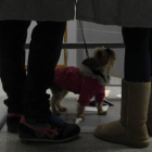 Una pareja elige papeleta dentro de una cabina junto con su perro en un colegio electoral de La Virgen del Camino en las elecciones municipales de 2019. JESÚS F. SALVADORES