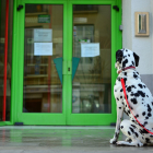 Un perro atado a la puerta de un establecimiento