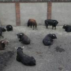 Los toros de Zalduendo que se lidian esta tarde en El Parque