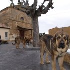 El tiempo en San Millán de los Caballeros AEMET