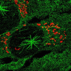 Células humanas con microtúbulos (en verde) que crecen desde el centrosoma y desde el aparato de Golgi (en rojo). irb