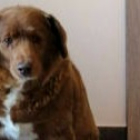 Bobi, el perro más viejo del mundo.  Guinness World Records