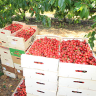 Las cerezas del Bierzo serán comercializadas ya con sello de calidad. L. DE LA MATA