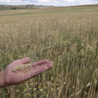 Un agricultor de Salamanca muestra un campo de cereal con apenas grano por la sequía. Jm García