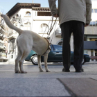 Un perro guía dirige a una persona ciega de León. JESÚS F. SALVADORES