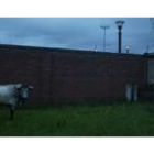 Los primeros toros que llegaron para el festejo de mañana descansan en los corrales del Parque