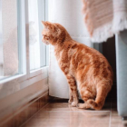 gato