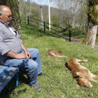 Un ganadero contempla los cuerpos de dos terneros atacados el pasado mayo en Argañoso.