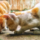 Fotografía de archivo de dos gatos comiendo. NADIM PARVEZ KHAN/PIXABAY