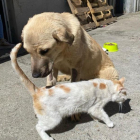 Milagro juega con el gato Mimo, compañero en la clínica veterinaria. ANIMALEJOS