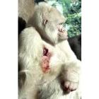 Este chimpance es el último nieto que ha tenido Copito
