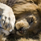 Un León ruge con el balón del mundial.