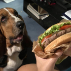 La mitad de los españoles con perro comparten su pedido a domicilio con su mascota.
