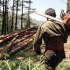 Un trabajador de una cuadrilla en una corta de pinos en Lugeros en el año 2000.