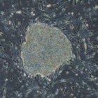 Una célula madre vista desde un microscopio, en una imagen de archivo. EFE