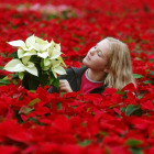 Alemania es el país líder en la producción de la tradicional planta de Navidad o poinsettia. STEFAN PUCHNER