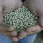 Semillas de productos hortícolas. RAMIRO