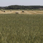 Campo de cereal en la ribera del Tuerto.