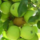 Manzanas afectadas por la plaga del barreno en el Bierzo