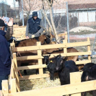 Las reses de caprino y ovino fueron las más numerosas de la feria de San Blas.
