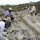 Un grupo de paleontólogos trabaja con la cola articulada de dinosaurio hallada en Coahuila, en México.