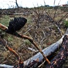 Madera quemada en el incendio de Castrocontrigo, en 2012. RAMIRO