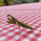 Una mantis llegó a mi mesa. R.G-Q