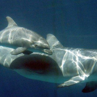 Imagen de archivo de dos ejemplares de delfín mular.