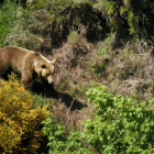 La población de osos en la Cordillera Cantábrica se ha triplicado en los últimos 15 años