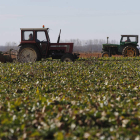 El agricultor activo no deberá estar afiliado a la Seguridad Social agraria. JESÚS F. SALVADORES