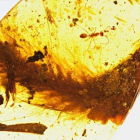 Fragmento de la pieza de ámbar fosilizado con restos de la cola de un dinosaurio, posiblemente de un individuo juvenil, localizado en Myanmar.