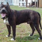 Un ejemplar de pitbull, una de las razas que ha perpetrado el ataque.