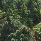 Imagen de la extensión del "bosque de marihuana" encontrado en Reino Unido.