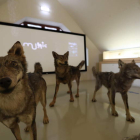El lobo, presente en la exposición del Munic de Carracedelo. DL
