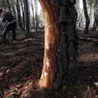 Un trabajador prepara los pinos para la extracción de la resina, en el monte de Pobladura de Yuso (Castrocontrigo).