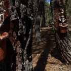 Estado de los pinos resineros tras el fuego registrado en verano en Castrocontrigo.