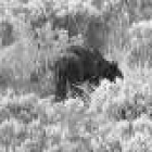 El oso herido, en una imagen tomada por la Fundación Oso Pardo