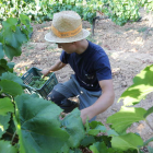 En el Bierzo se espera una merma importante en la vendimia. BARREDO