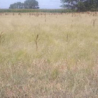 Plantación de teff en la finca de Bercianos de la Diputación.