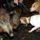 En esta imagen de archivo un perro se empurra con unos jabalíes abatidos durante una cacería