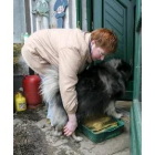 Una mujer desinfecta las patas de su perro en la isla alemana de Rügen