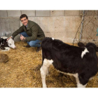 Pablo Casado, ayer, en Ávila junto a un ternero y una vaca. RICARDO MUÑOZ