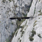 Uno de los quebrantahuesos reintroducidos en Picos. FCQ