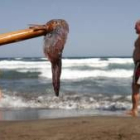 Este verano está registrando la aparición de más medusas de lo habitual en las costas españolas