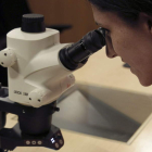 Una investigadora observa una muestra en el microscopio de un laboratorio.