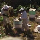 Los apicultores de la comarca no saben por qué han desaparecido la mitad de las abejas