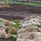 Los lobos atacaron el jueves a un rebaño de ovejas en Cerezales del Condado, ribera del Porma