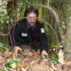 Imagen de un oso pardo con una herida provocada por una trampa lazo.