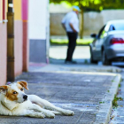 La nueva ordenanza tiene en cuenta los derechos de las mascotas, su seguridad y su salud.