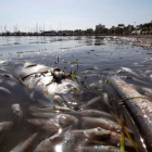 Aparición de peces muertos en el Mar Menor. MARCIAL GUILLÉN